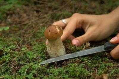 Не выдергивайте грибы с корнем, пользуйтесь ножиком. 