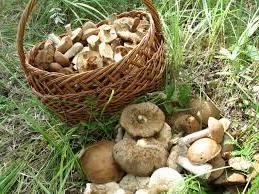 Чтобы грибы не помялись, пока вы их будете собирать, возьмите плетёную корзину
