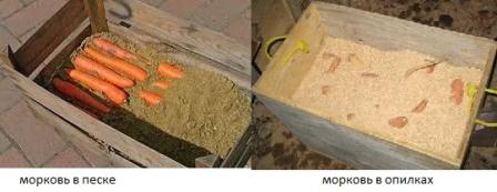 Для создания благоприятного микроклимата используется обычный песок. Подготовьте удобную тару, уложите в нее ряды морковки и присыпайте песком. Плоды не должны соприкасаться друг с другом. Вместо песка часто используют древесные опилки.