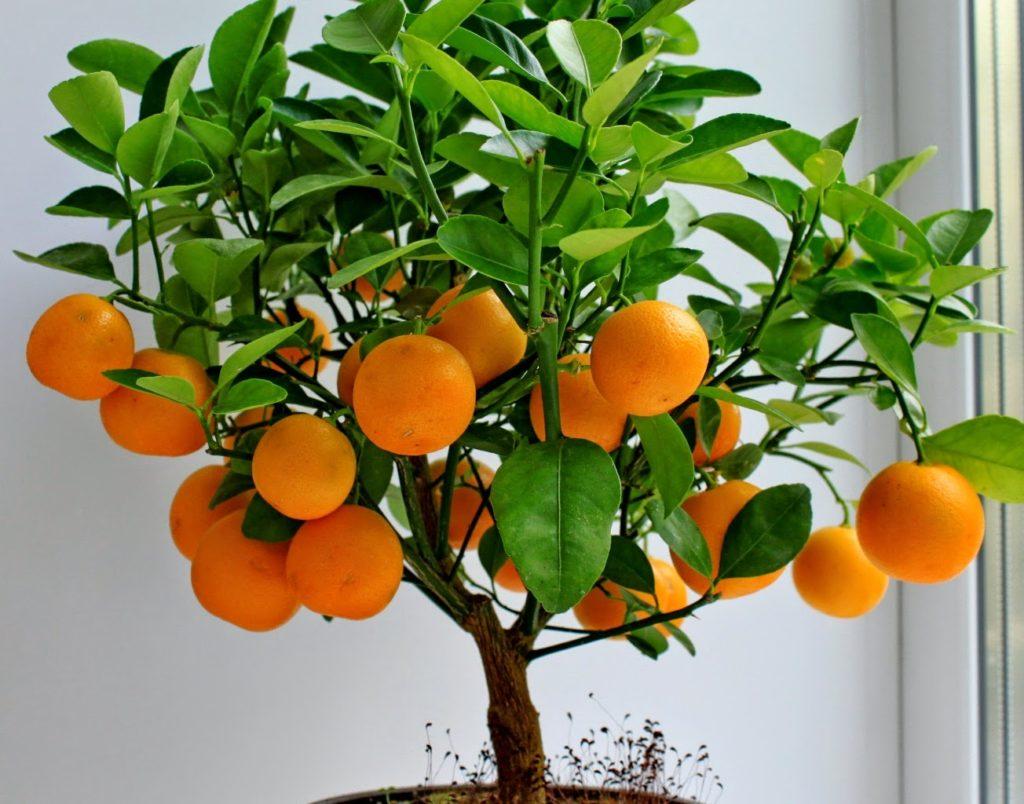 Как вырастить апельсин из косточки в домашних условиях