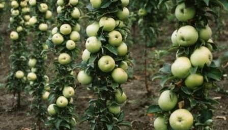 Но, не смотря на это, колоновидные яблони все же завоевывают свою популярность в российских садах.