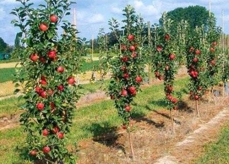 Саженцы подбирают одного возраста и одного срока созревания плодов. На несколько деревьев садится один сорт опылитель или посадить яблони разного сорта. 